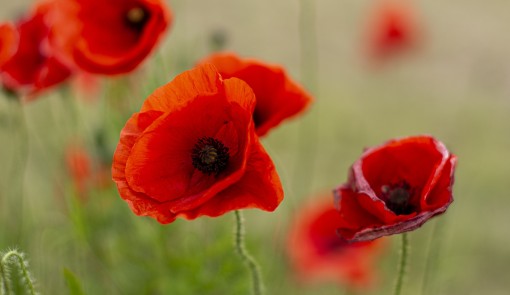 anzac day remembrance poppy