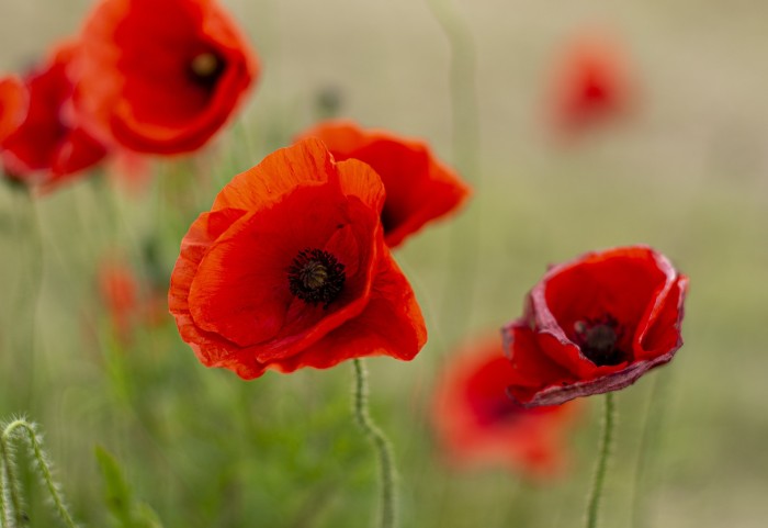anzac day remembrance poppy